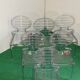 Set of 6 Cocca Chairs by L. Battaglia for Scab, 2014