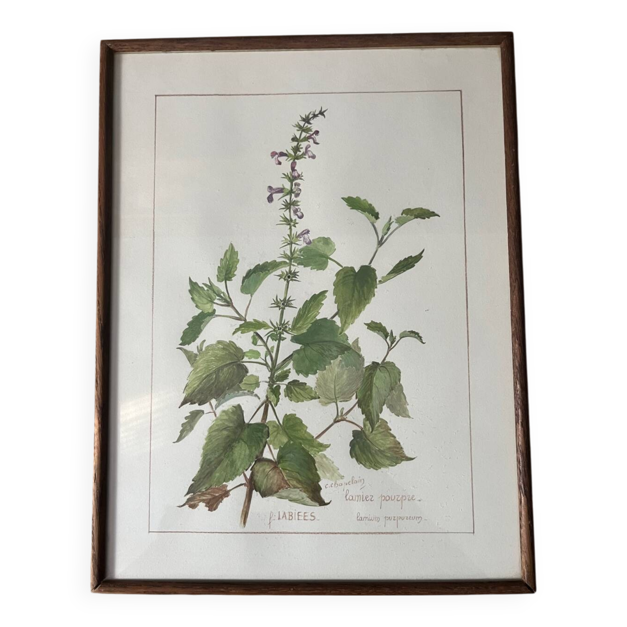 Botanical floral frame Melissa