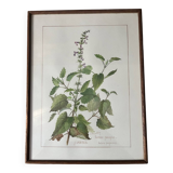 Botanical floral frame Melissa