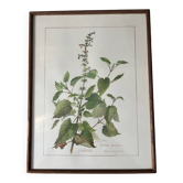 Botanical floral frame Melissa