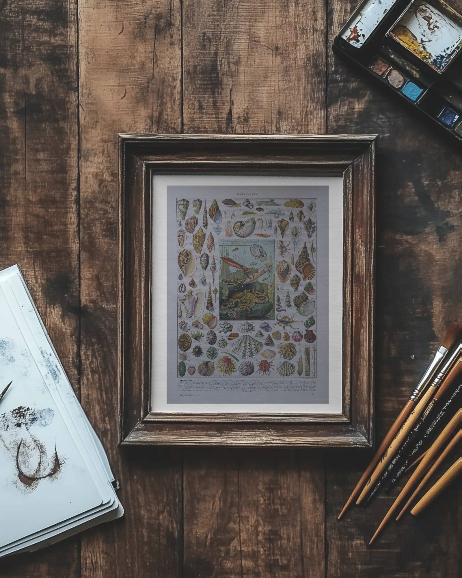 Original lithograph on mollusks