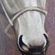 Peinture à l'huile vintage originale de cheval blanc, portrait équestre signé.