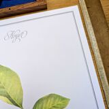 Printed in 1986, The Walnut Tree. Vintage Botanical