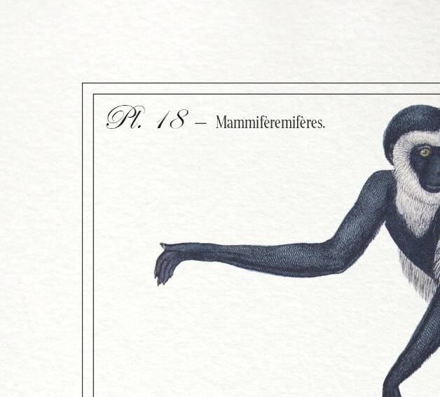 Chimera lithograph engraving animal - the guéréval