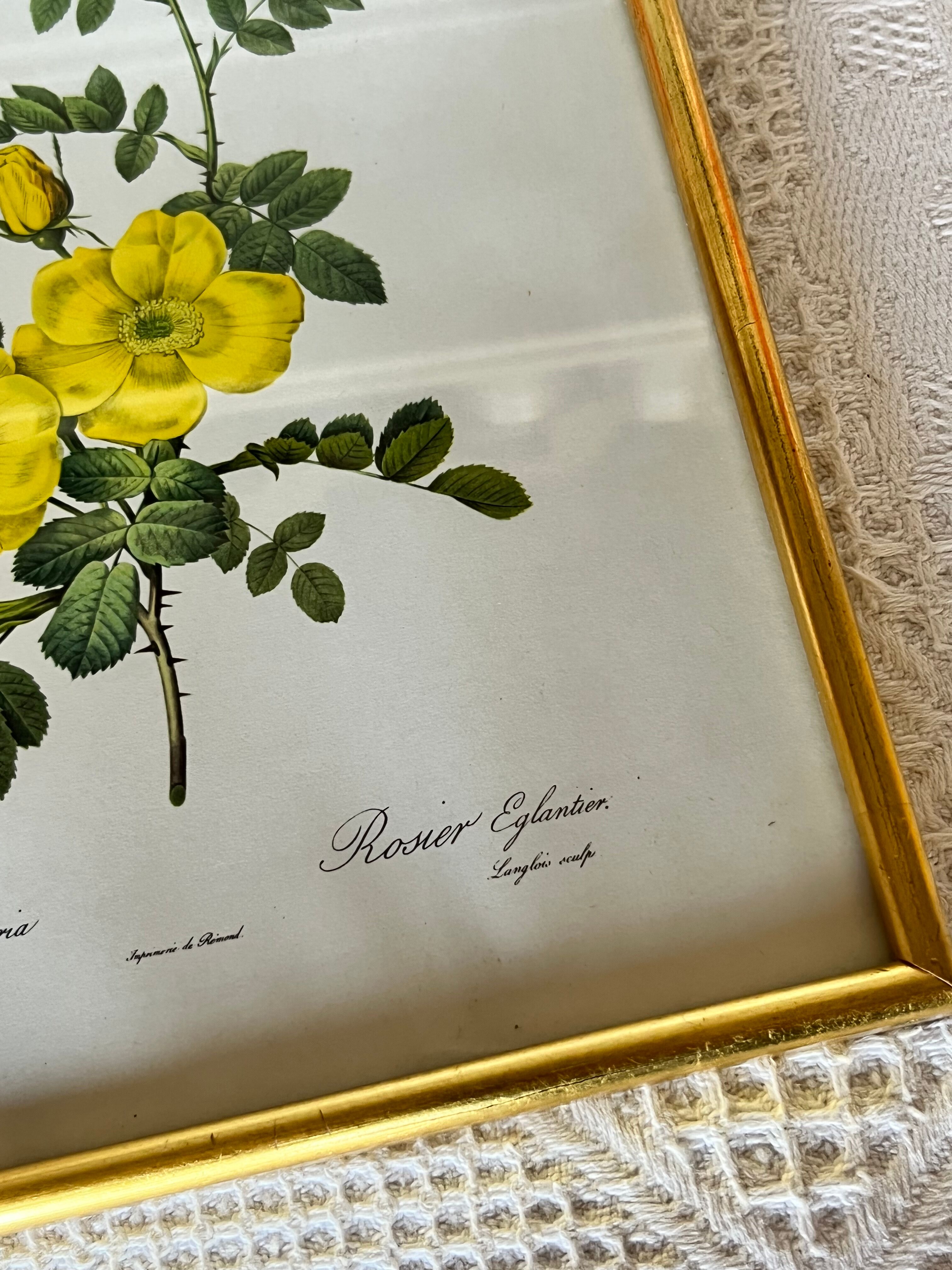 Botanical illustration PJ Redouté