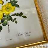 Botanical illustration PJ Redouté