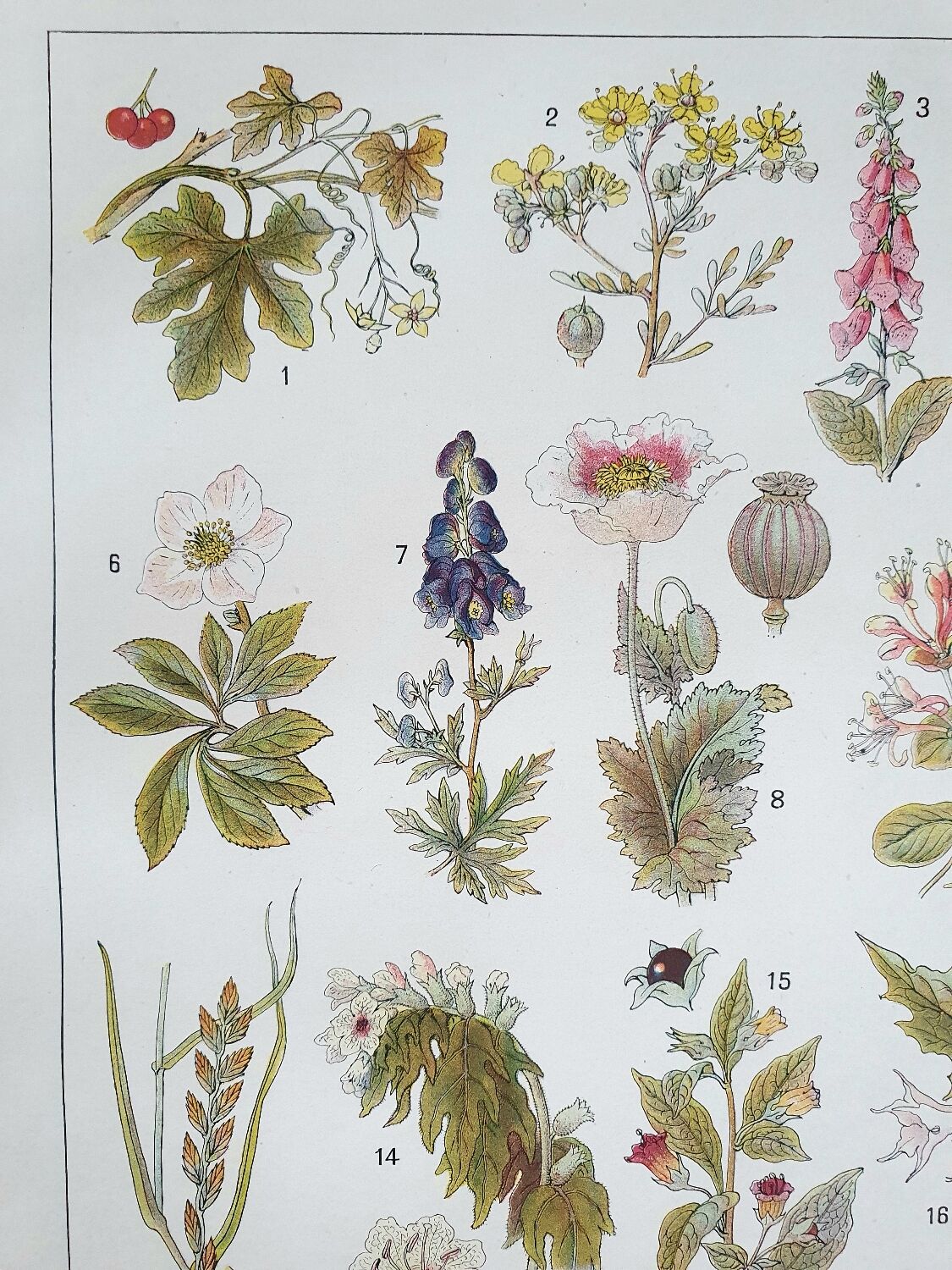 Botanical board 20s Poisonous