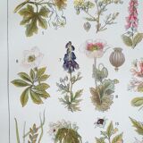Botanical board 20s Poisonous
