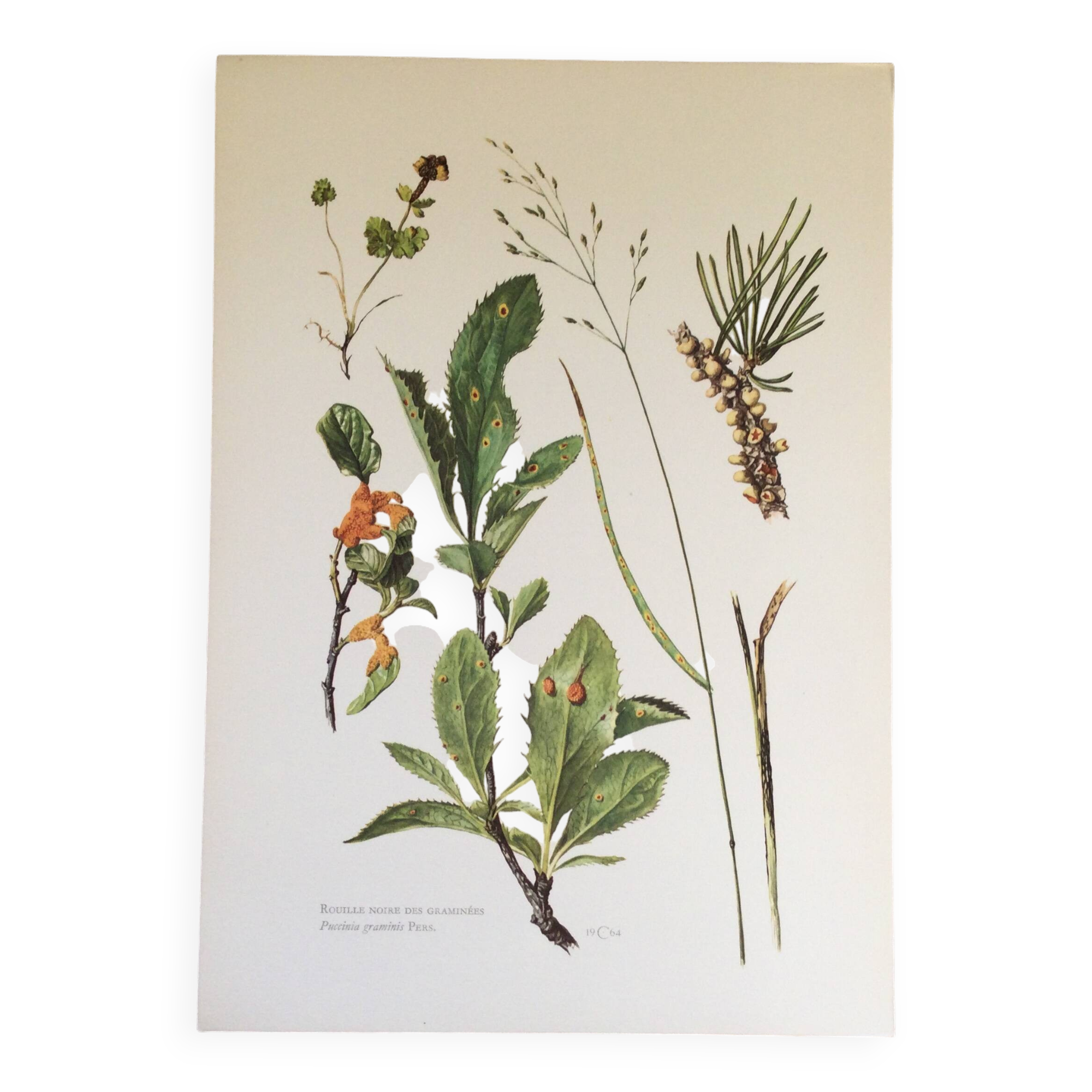 Botanical illustration Black rust mushroom 1969