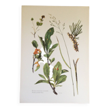 Botanical illustration Black rust mushroom 1969