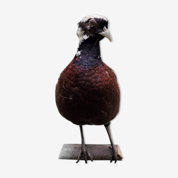 Taxidermie - Faisant croisé Vénéré et Commun Rouge