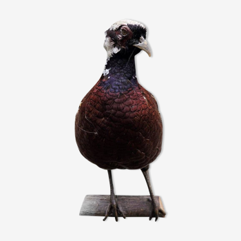 Taxidermy - Venerated and Common Red Cross