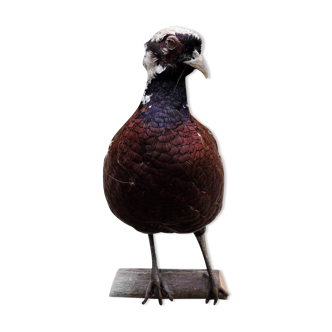 Taxidermie - Faisant croisé Vénéré et Commun Rouge