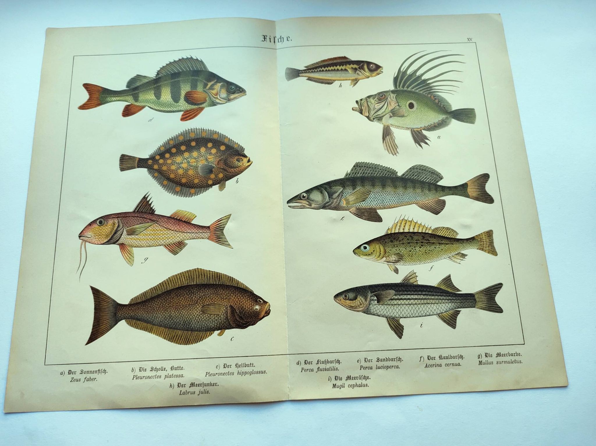 Gravure de 1898 - Poissons - Perche et Flétan- Grande Lithographie Vintage