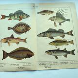 1898 Engraving - Fish - Perch and Halibut - Large Vintage Lithograph