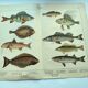 1898 Engraving - Fish - Perch and Halibut - Large Vintage Lithograph