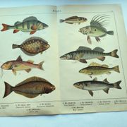 Gravure de 1898 - Poissons - Perche et Flétan- Grande Lithographie Vintage