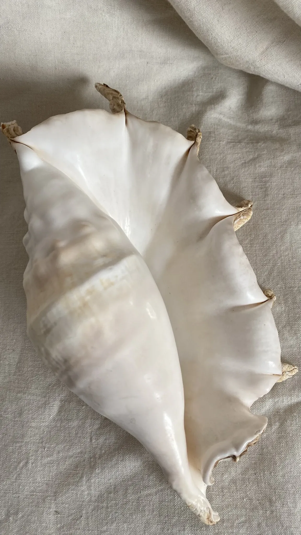 Grand coquillage Lambis à 7 doigts