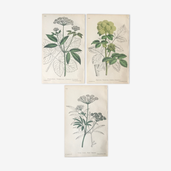 Set de planches botaniques R.Hogg, 1878