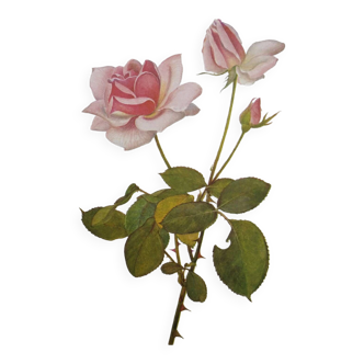 Planche botanique de 1968 Madame Caroline Testout - Illustration Vintage fleur et rose