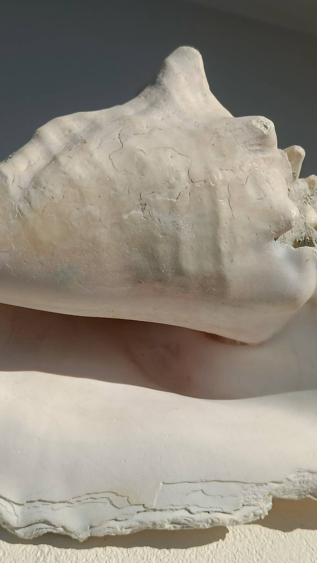 Conque marine blanche légèrement rosée