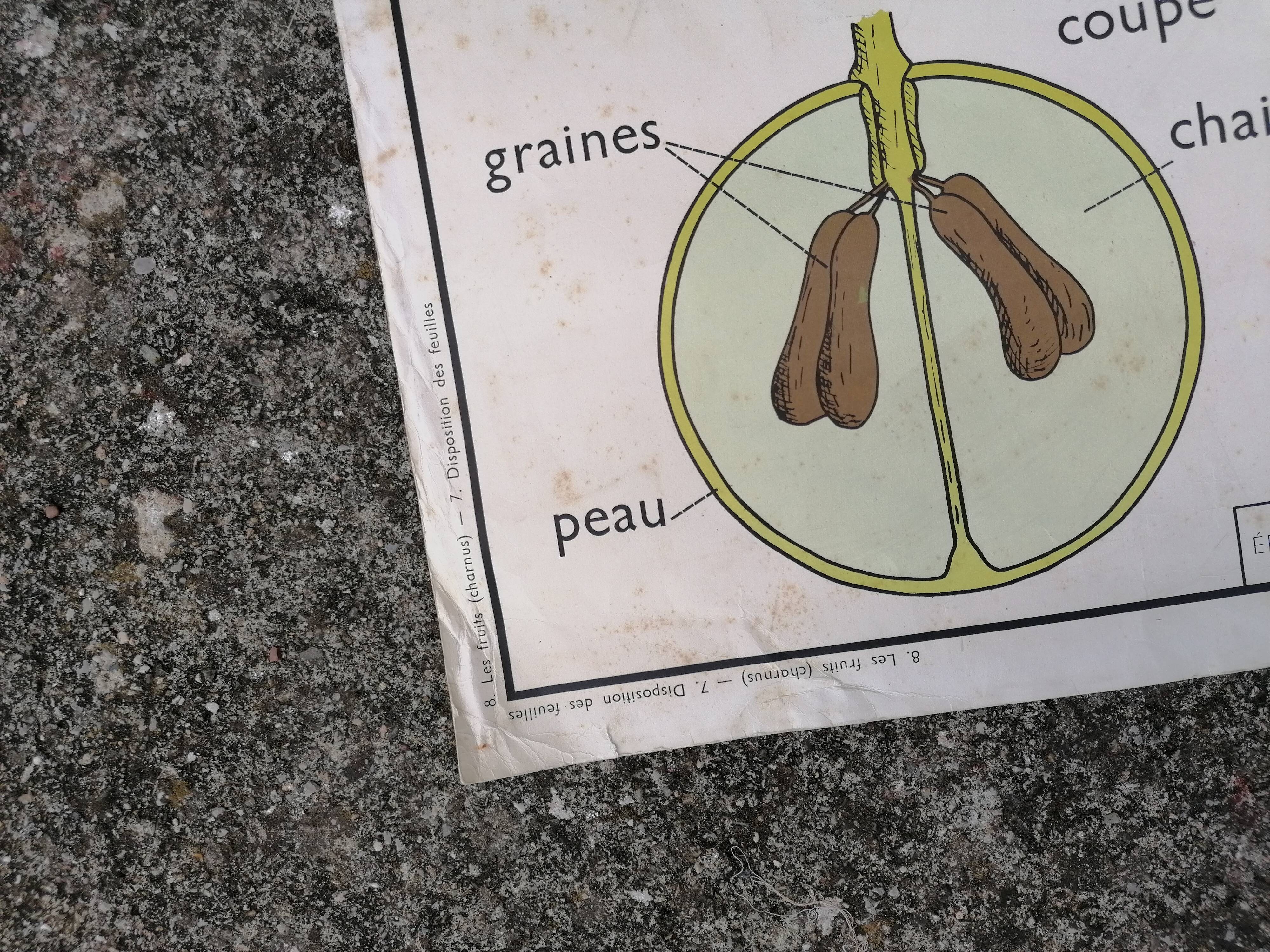 Rossignol educational poster: "Arrangement of leaves and fruits".