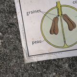 Rossignol educational poster: "Arrangement of leaves and fruits".