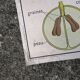 Rossignol educational poster: "Arrangement of leaves and fruits".