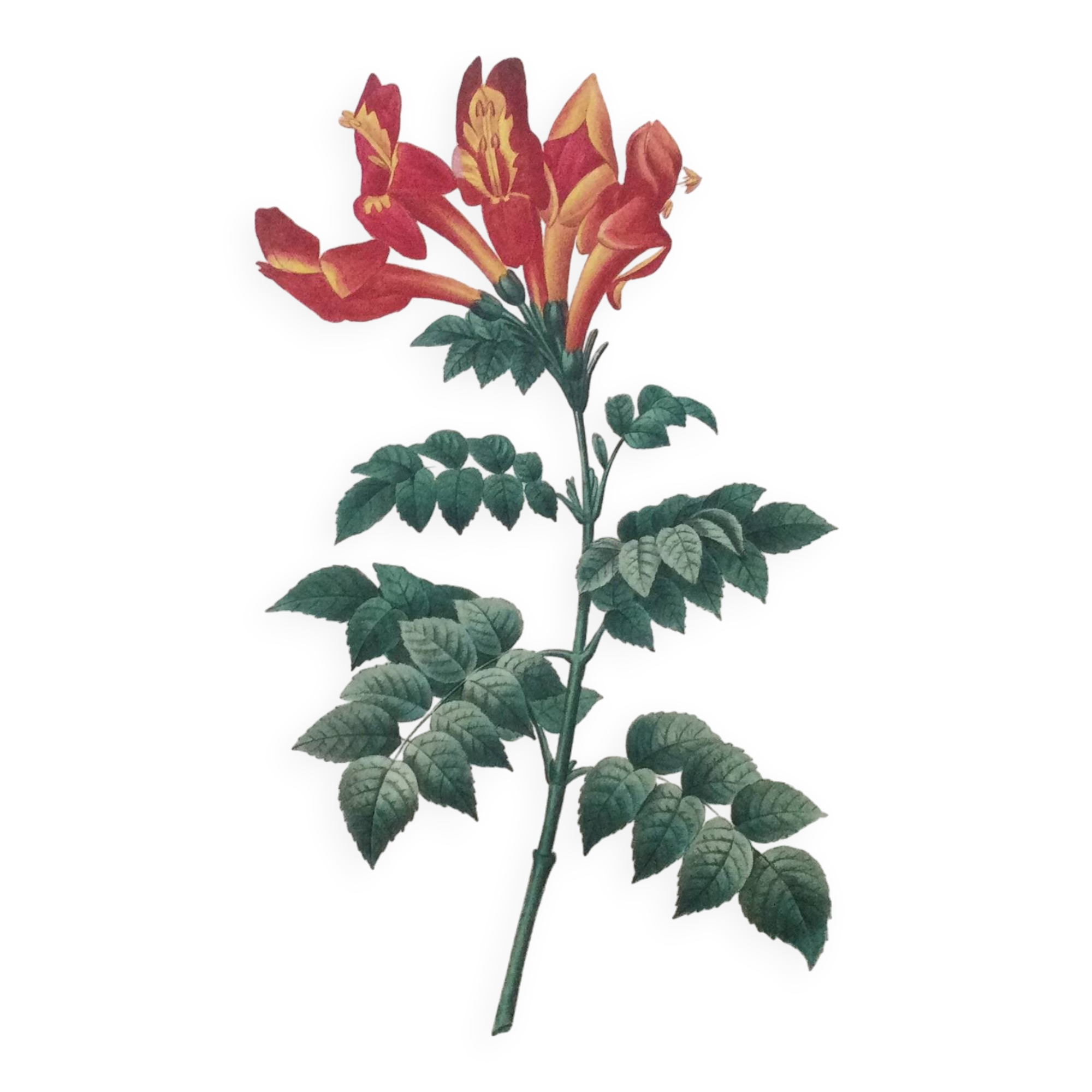 Vintage illustration of Bignonia Capensis flower from the 1960s.