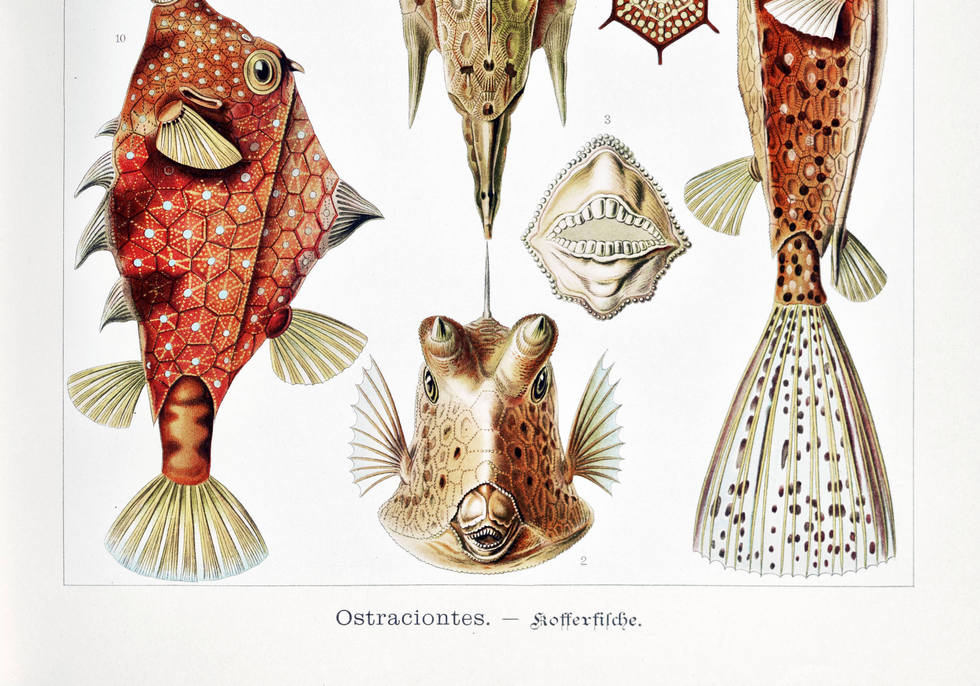 Poster about “boxfish”, based on an old lithograph