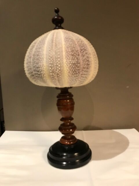 Sea urchin for Cabinet of Curiosities