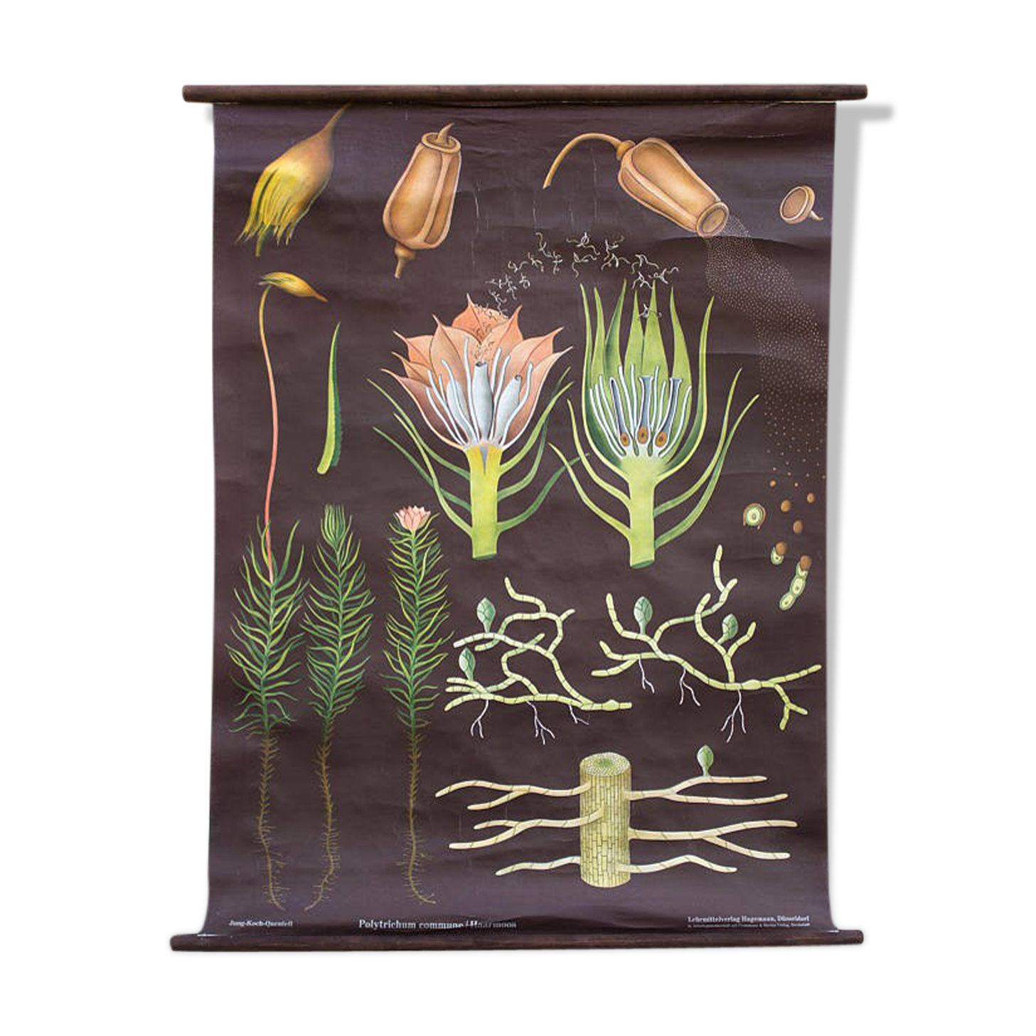 Jung-Koch-Quentell poster "Polytrichum" common Haarmoos 1959