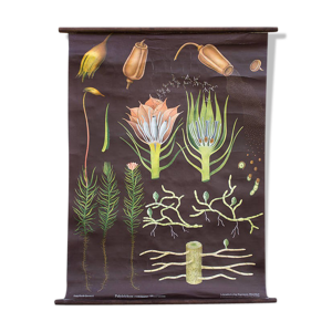 Affiche de Jung-Koch-Quentell Polytrichum