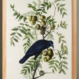 Poster about the American Crow, based on an old engraving from 1827.