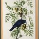 Poster about the American Crow, based on an old engraving from 1827.