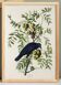Poster about the American Crow, based on an old engraving from 1827.