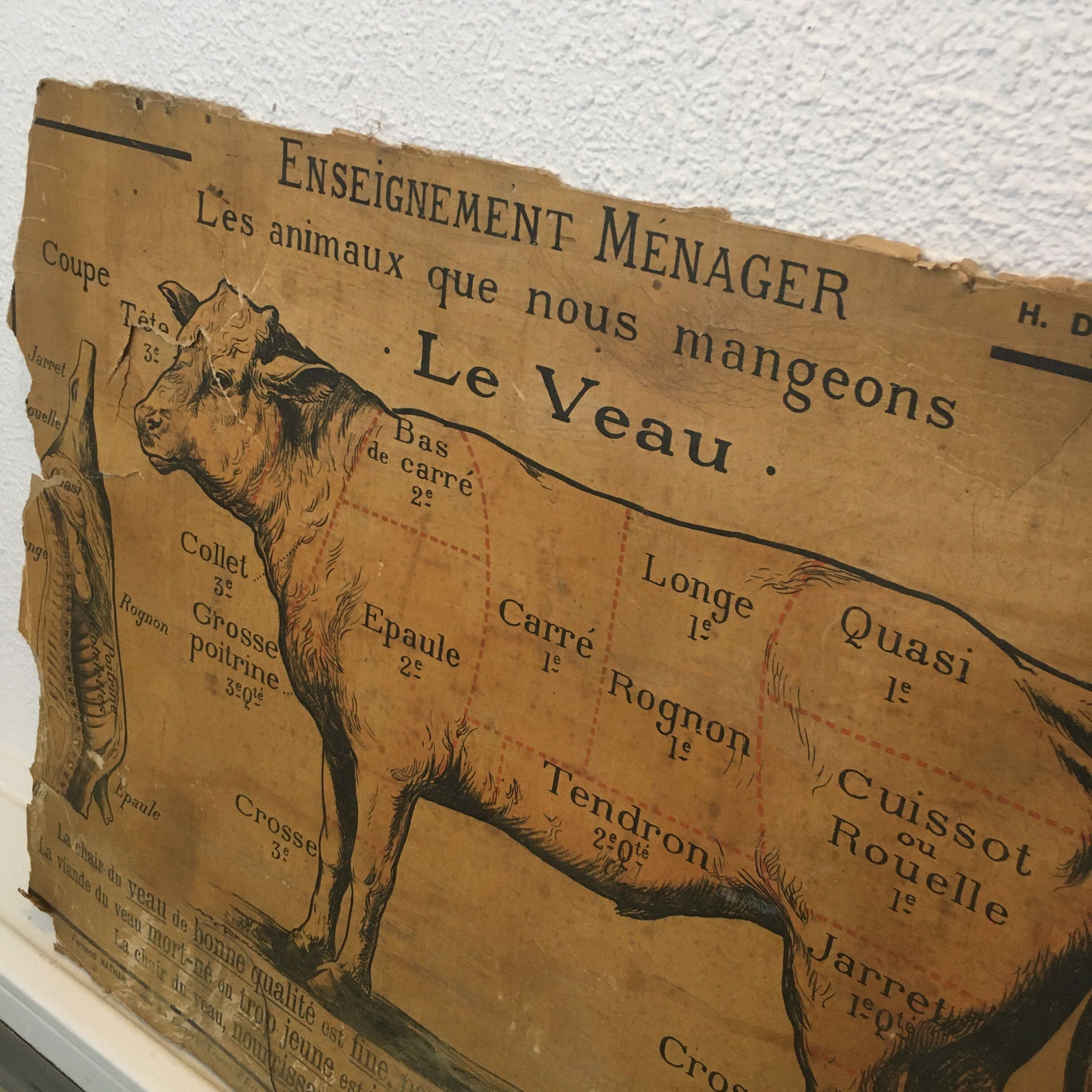 Pedagogical panel on the "Calf"