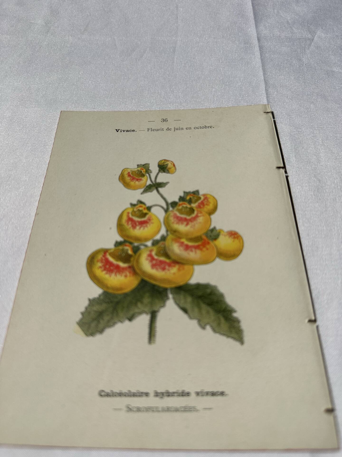 🌿 Botanical Plate Old Naturalist Engraving 19th Century Double-Sided