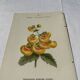 🌿 Botanical Plate Old Naturalist Engraving 19th Century Double-Sided