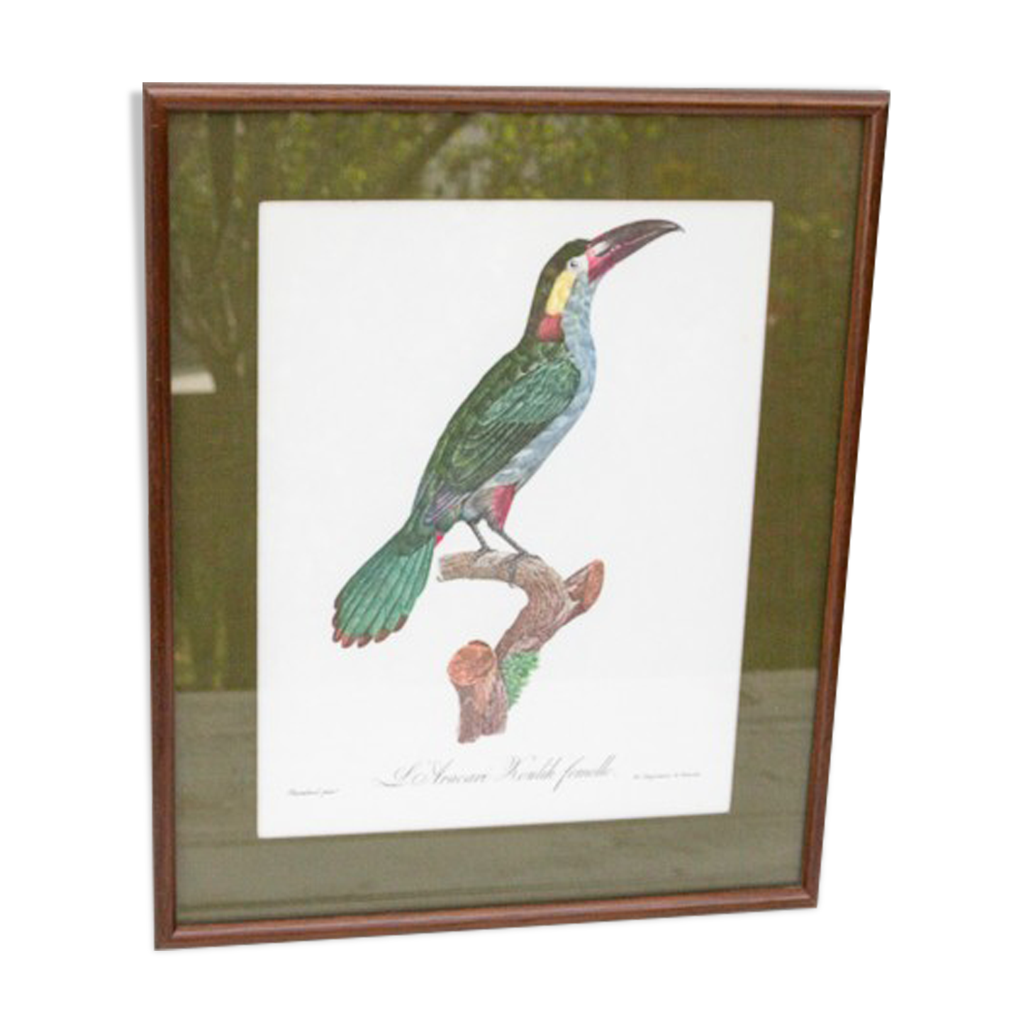 Gravure perroquet l'acari koulik femelle jacques barraband