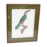 Engraving parrot the acari koulik female jacques barraband