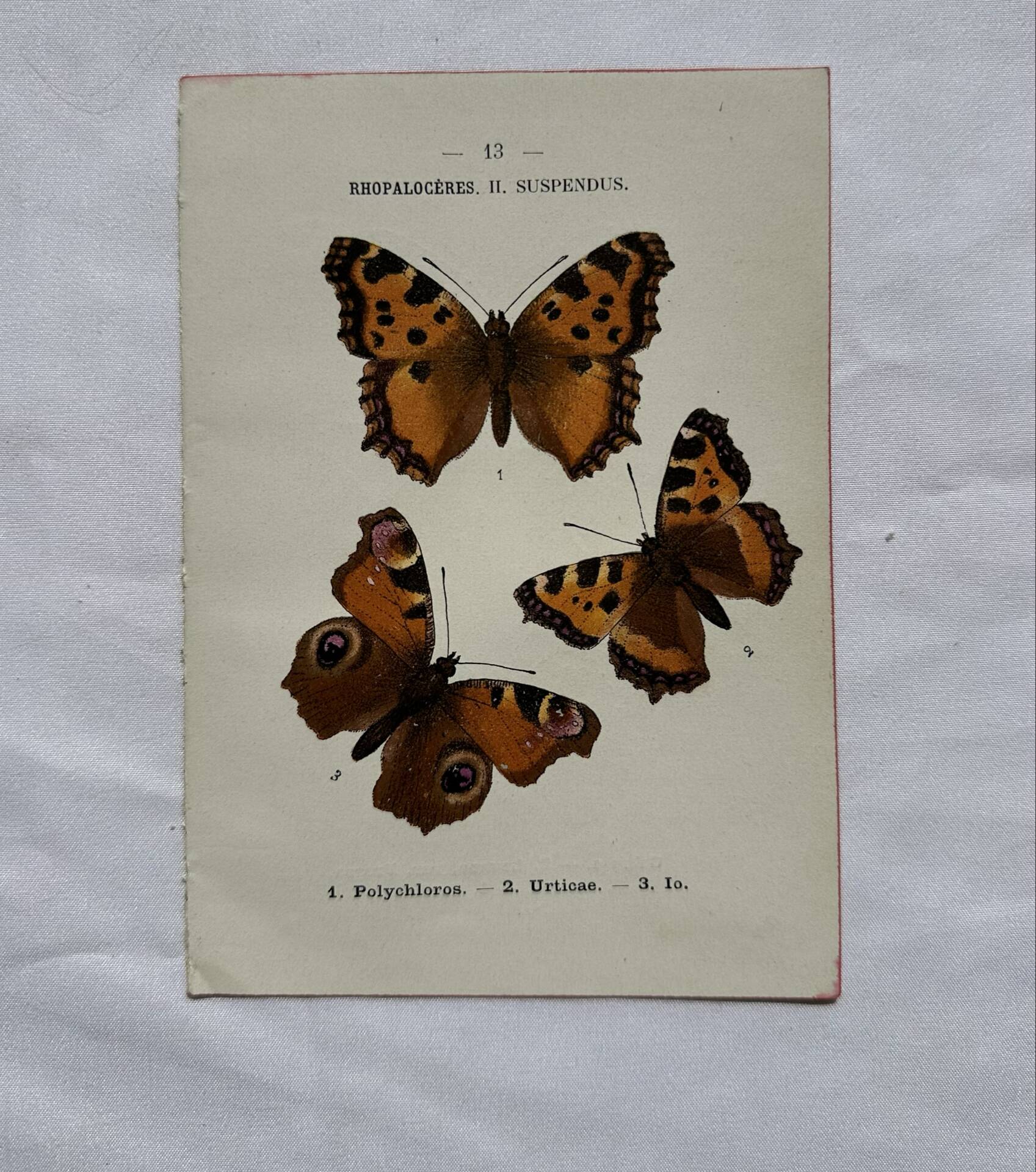 Botanical engraving double-sided butterflies naturalist plate etching