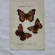 Botanical engraving double-sided butterflies naturalist plate etching