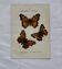 Botanical engraving double-sided butterflies naturalist plate etching