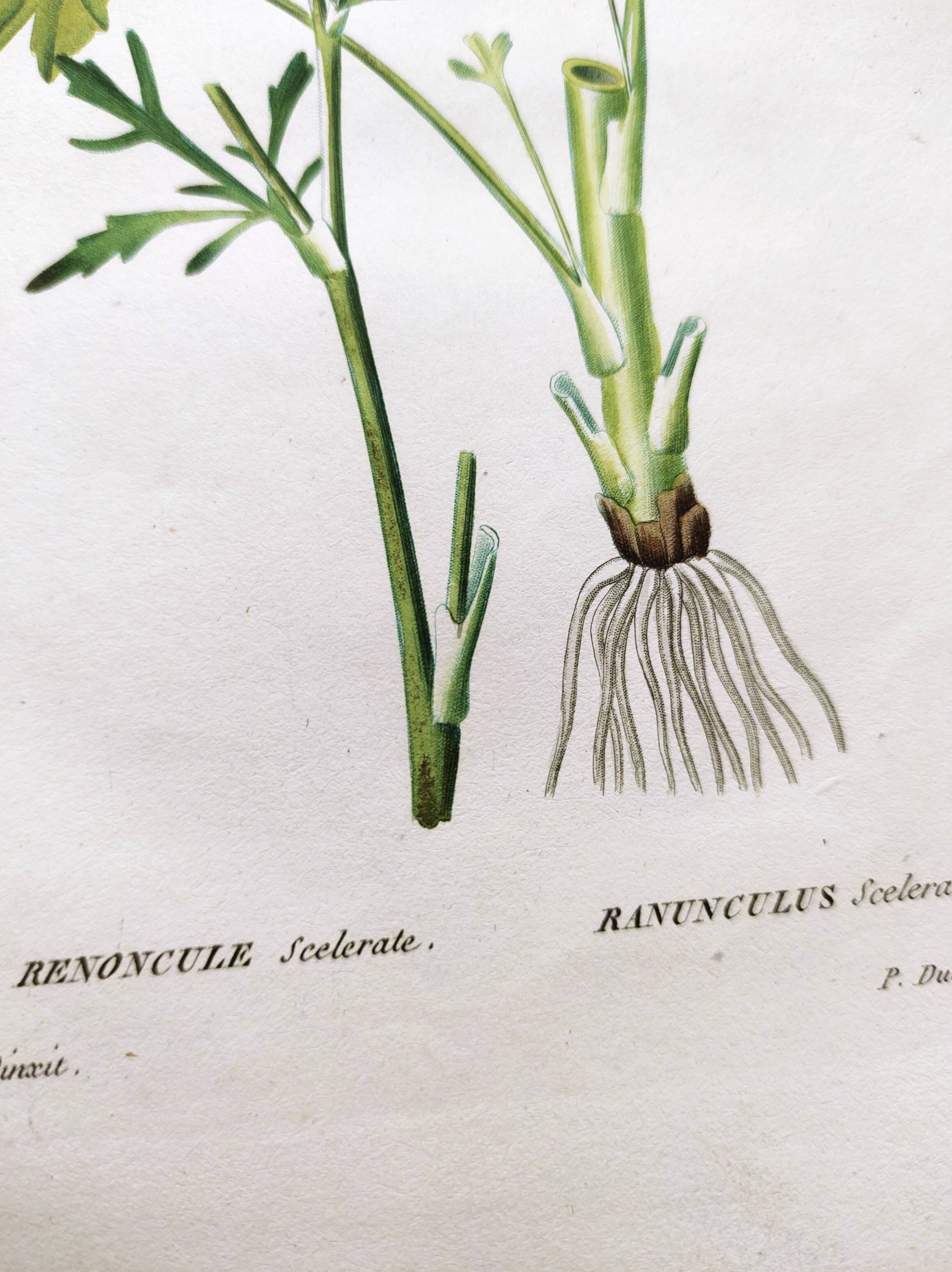 Antique flower engraving from 1829 - Ranunculus Scerelate - By P.A Poiteau.