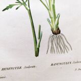 Gravure de fleur ancienne de 1829 - Renoncule Scerelate- Par P.A Poiteau.