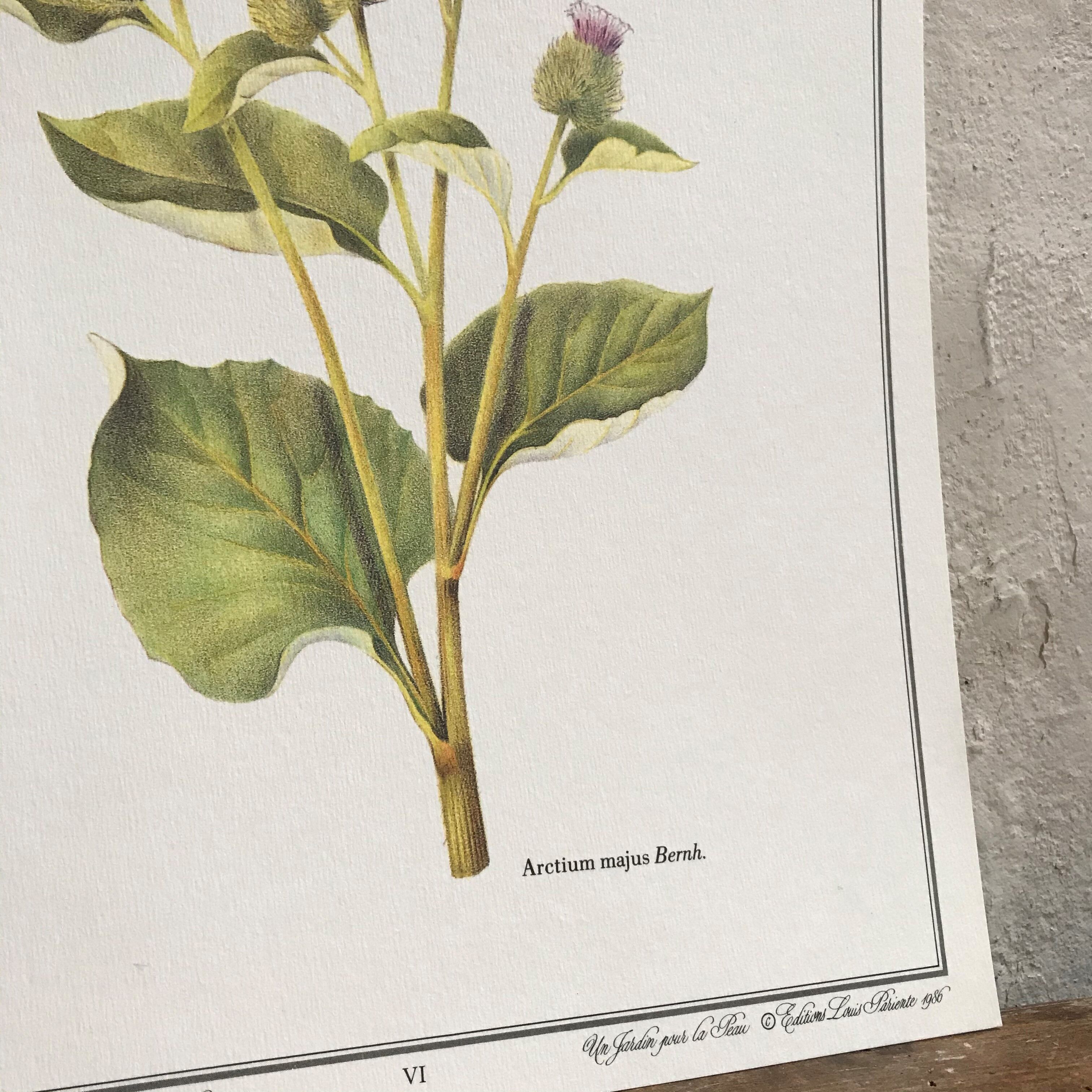 Botanical board the Great Burdock