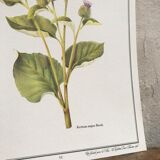 Botanical board the Great Burdock