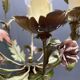 Tole Ceramic Flower Italian Chandelier 1960’s 