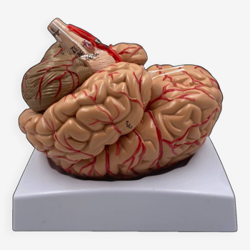 Human brain anatomical model